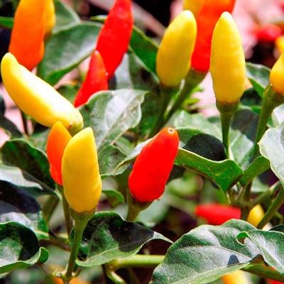 Salsa Tabasco bottiglietta 60 ml